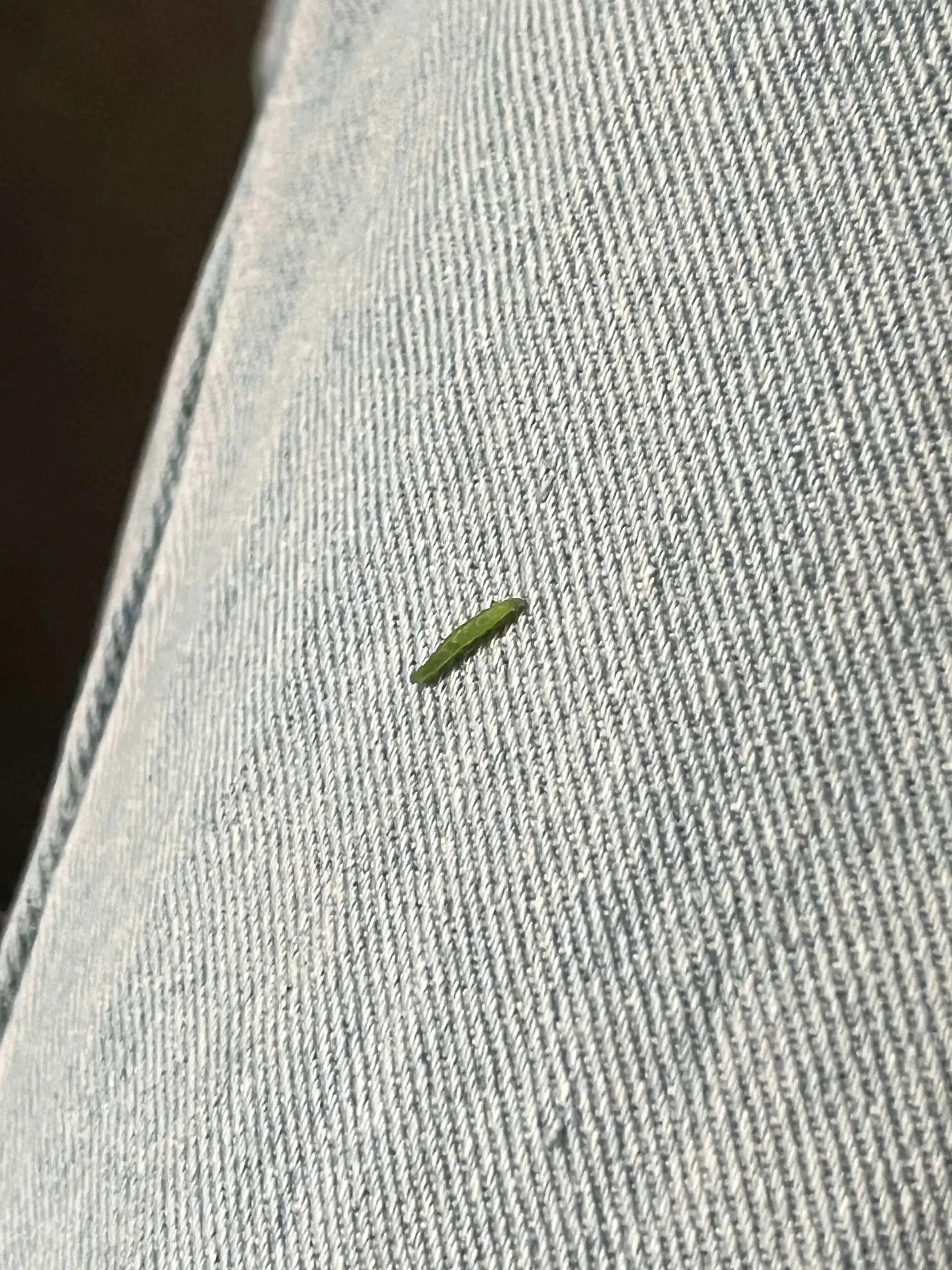 洗完菜发现一只小青虫