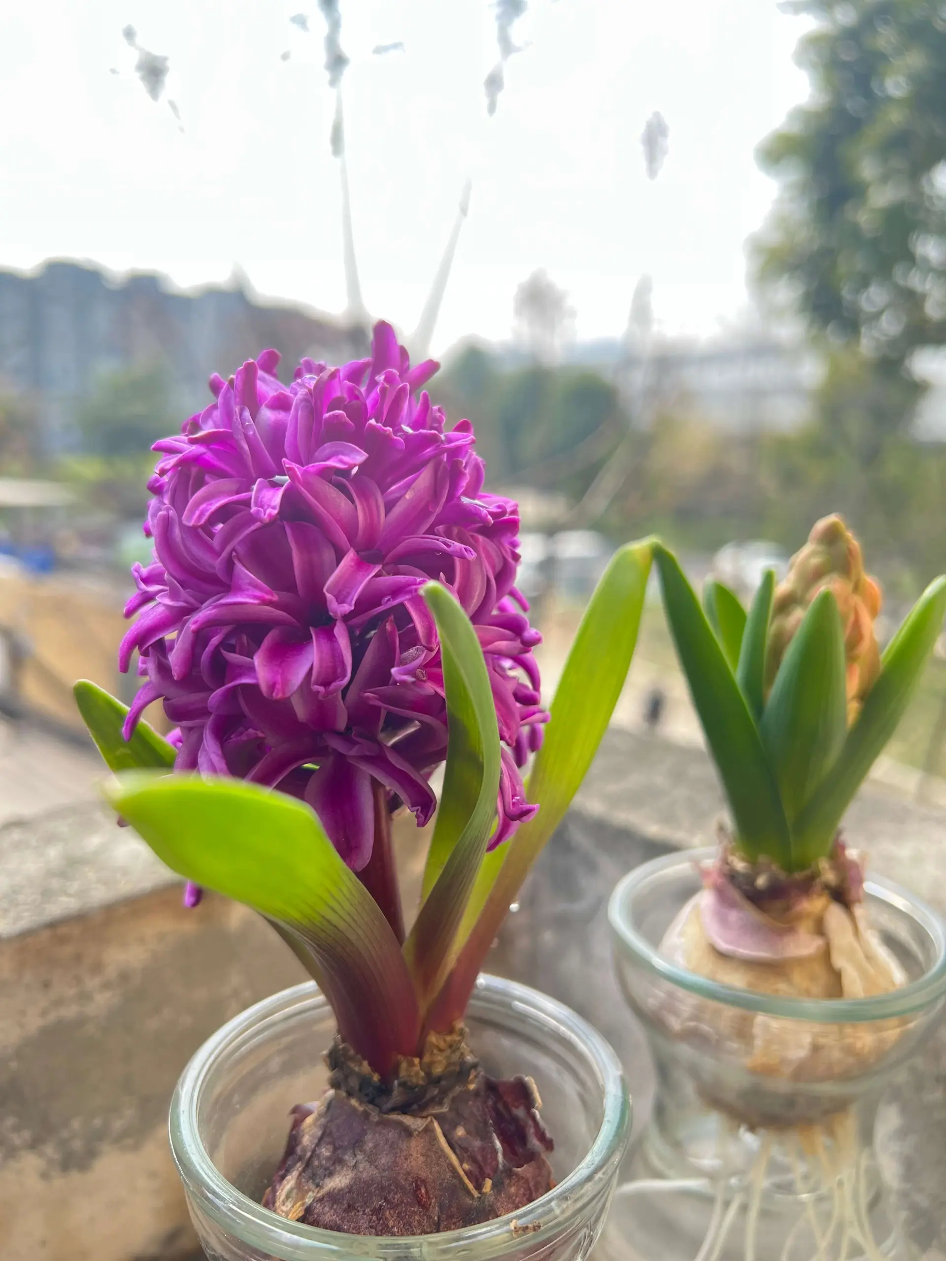 红色的风信子