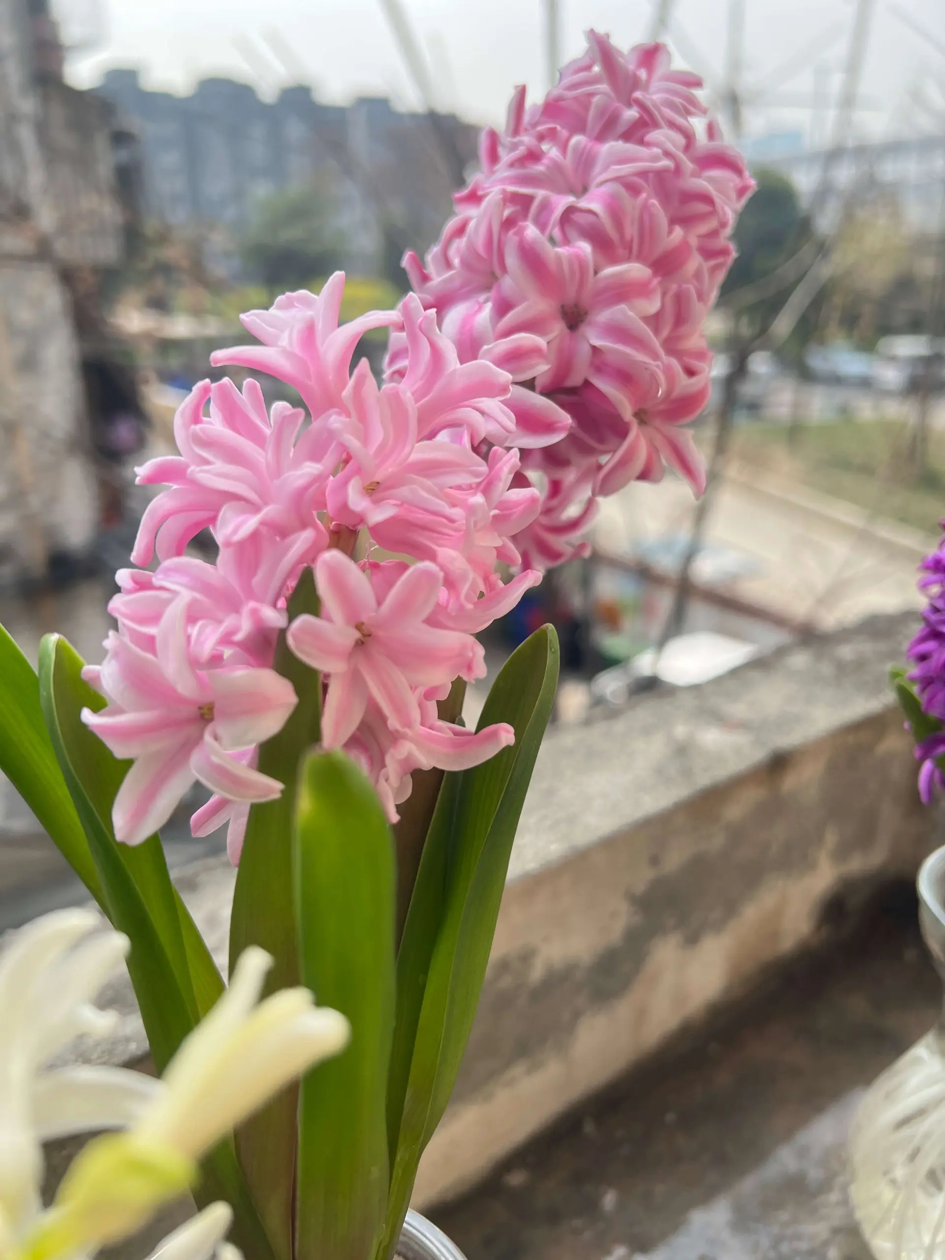 粉色的风信子