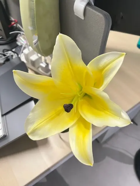 “大喇叭”花