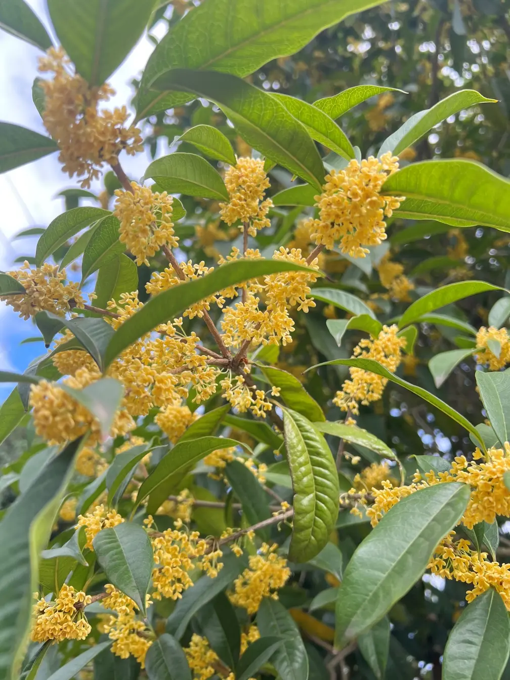 桂花