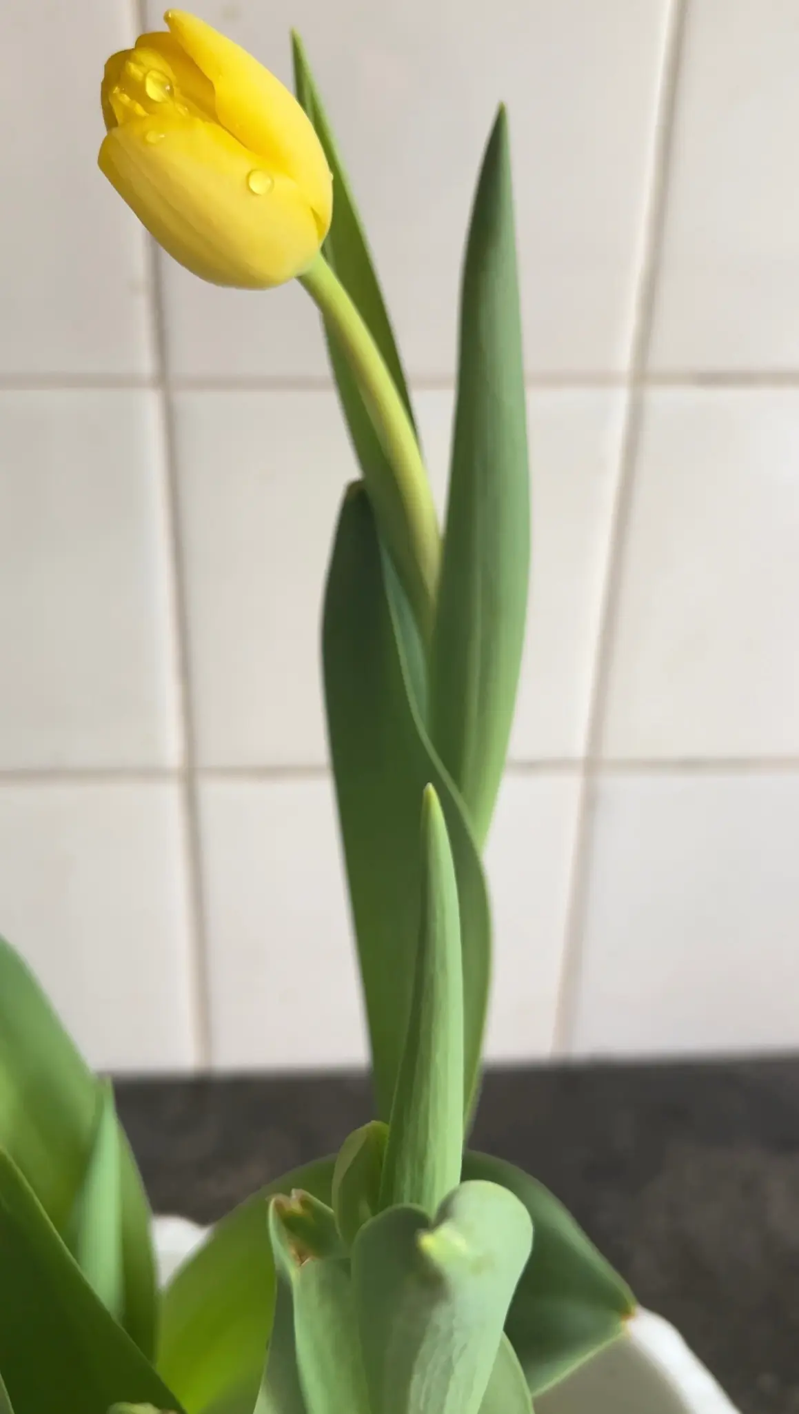 第二十八天